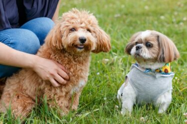 ペット可能な賃貸マンション探すなら気を付けるポイント6選！小型犬を飼う実例からも解説